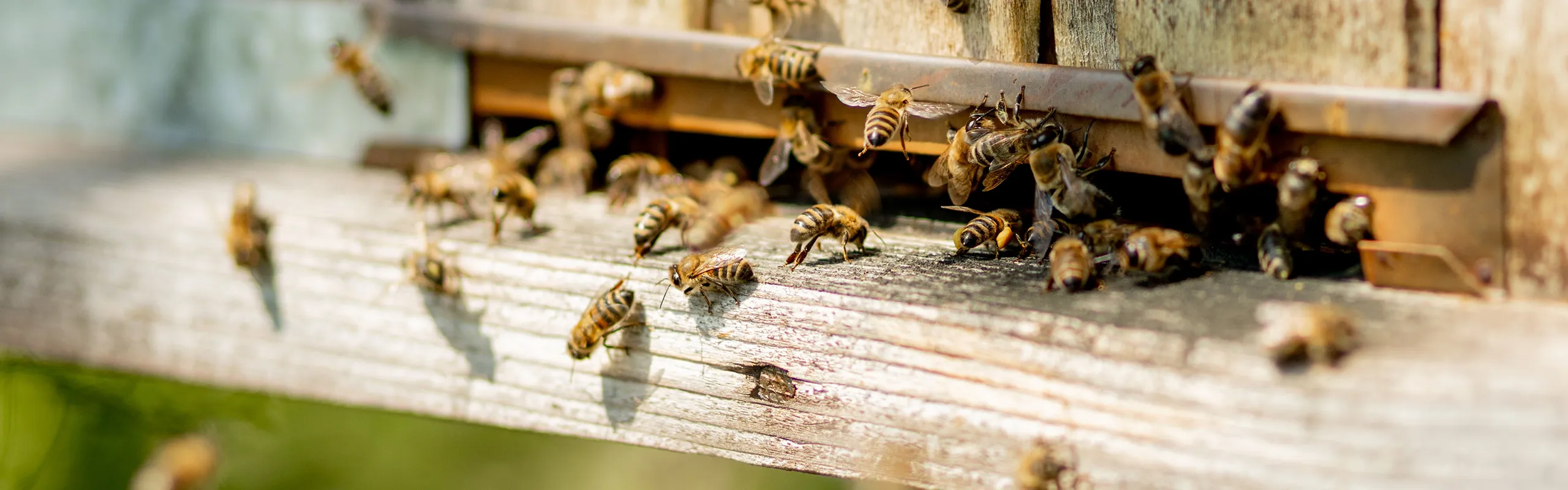 api nell'alveare del progetto 3Bee